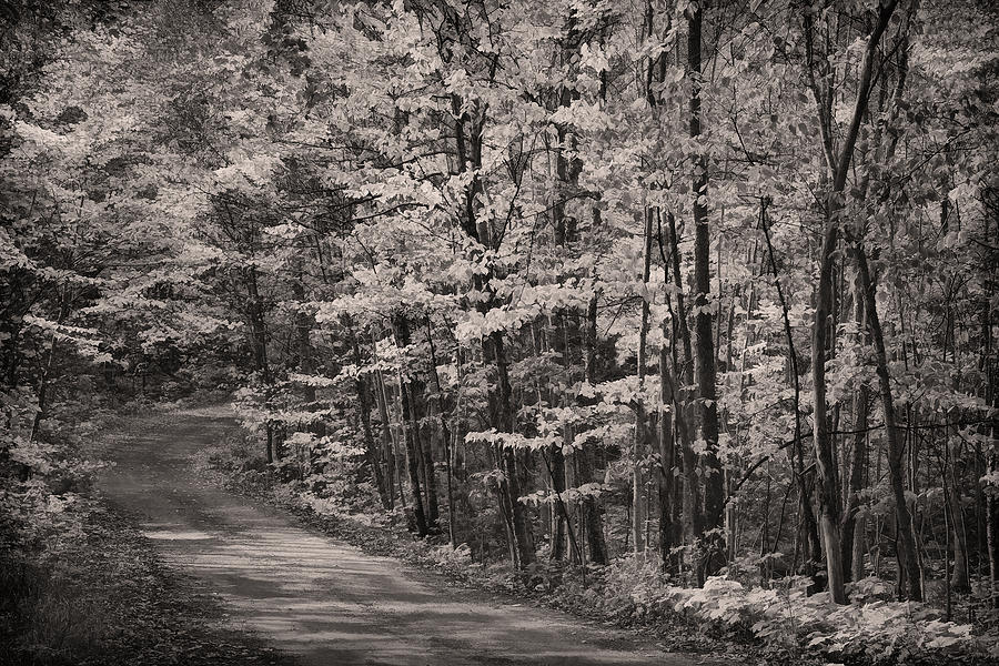 Into the Woods BW Photograph by Theo OConnor