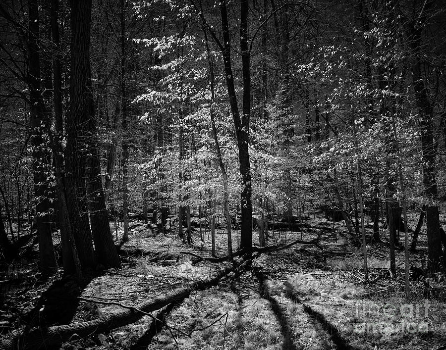 Into the woods Photograph by Izet Kapetanovic
