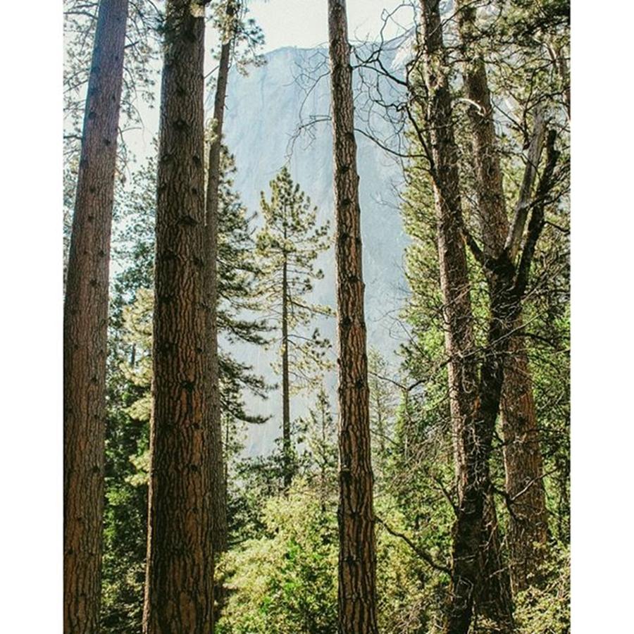 Yosemite National Park Photograph - Into The Woods Of Yosemite! 
#vsco by Shivendra Singh