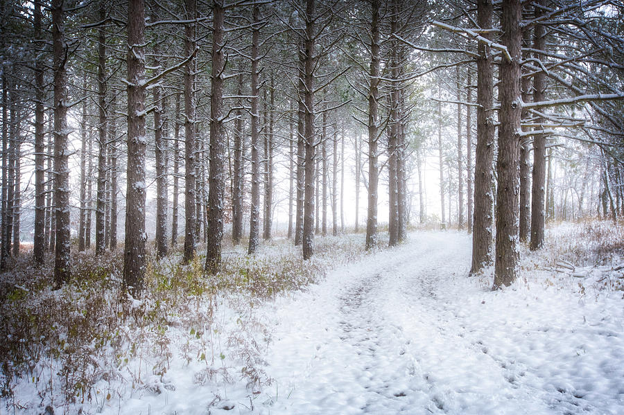 Into the Woods - Winter at Retzer Nature Center  Photograph by Jennifer Rondinelli Reilly - Fine Art Photography