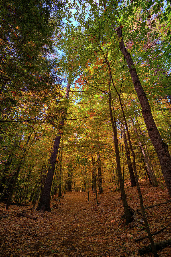 Fall Photograph - Into Vaughan Woods by Rick Berk