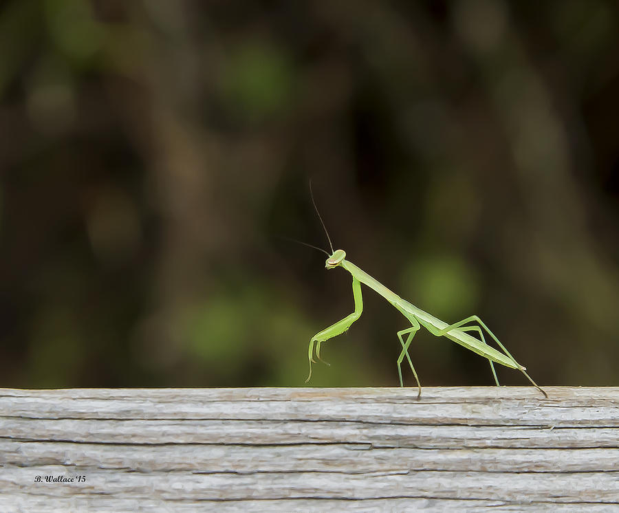 Nature Photograph - Intrepid Mantis by Brian Wallace
