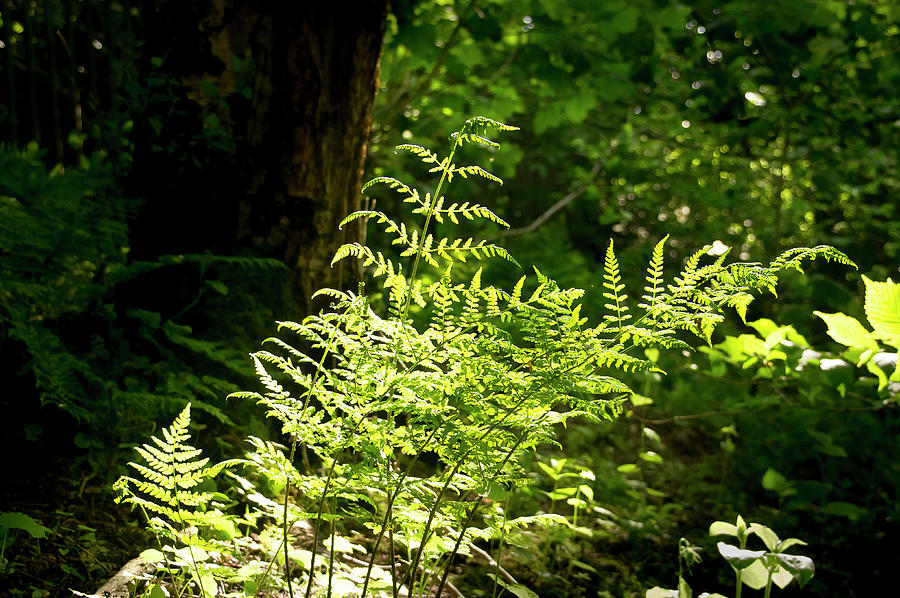 Intricate Fern Leaves in the Afternoon Forest. Photograph by Elena Perelman