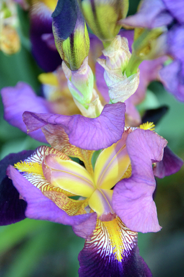 Intricate Iris Photograph by Angelina Tamez