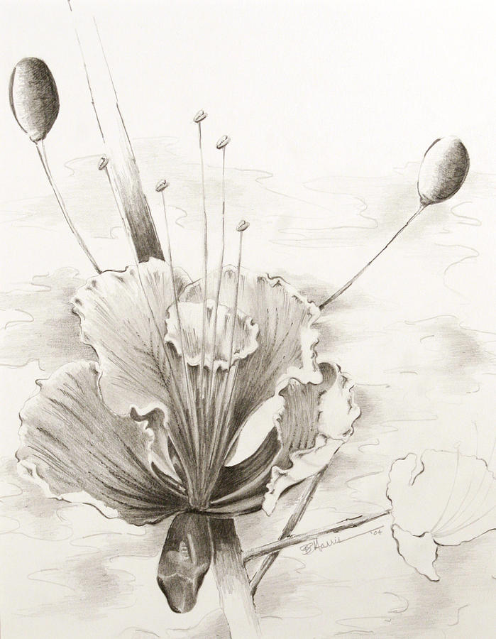 Flower Drawing - Intrigue by Brian Edward Harris Flower Drawing - Intrigue by Brian Edward Harris