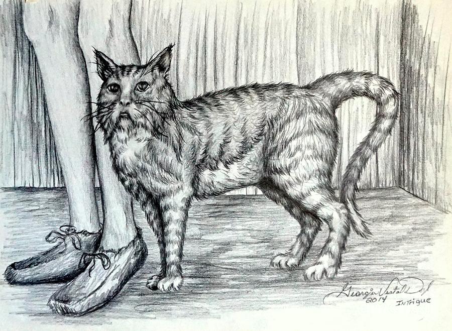 Intrigue  The Cat Drawing by Georgia Doyle