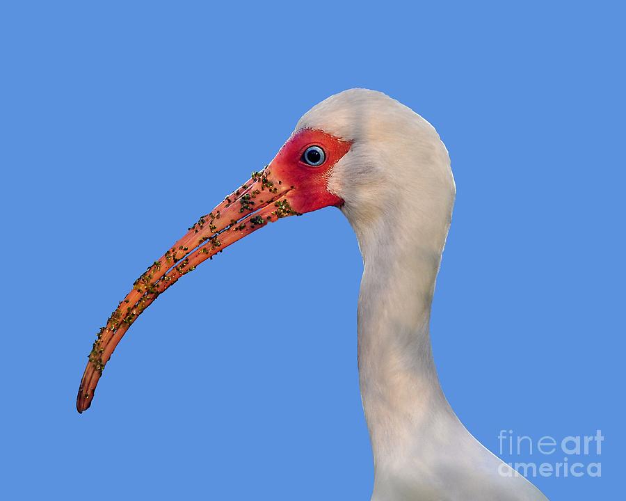 Intriguing Ibis .png Photograph by Al Powell Photography USA