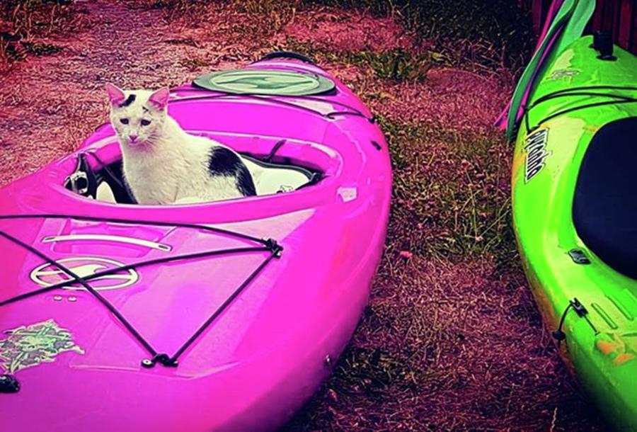 Cat Photograph - Kayak Kitty In Pink by Rowena Tutty
