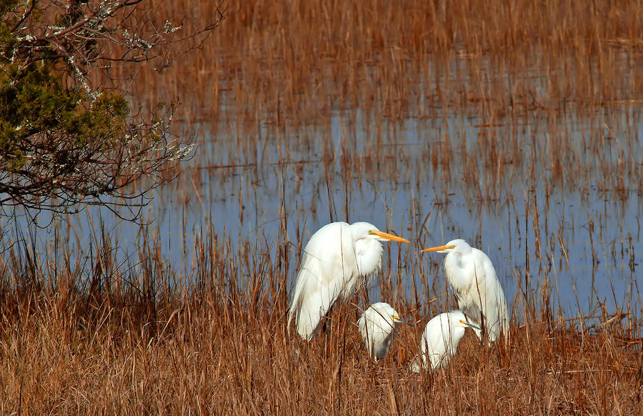 Introducing The Egret Family Photograph by Michael Whitaker