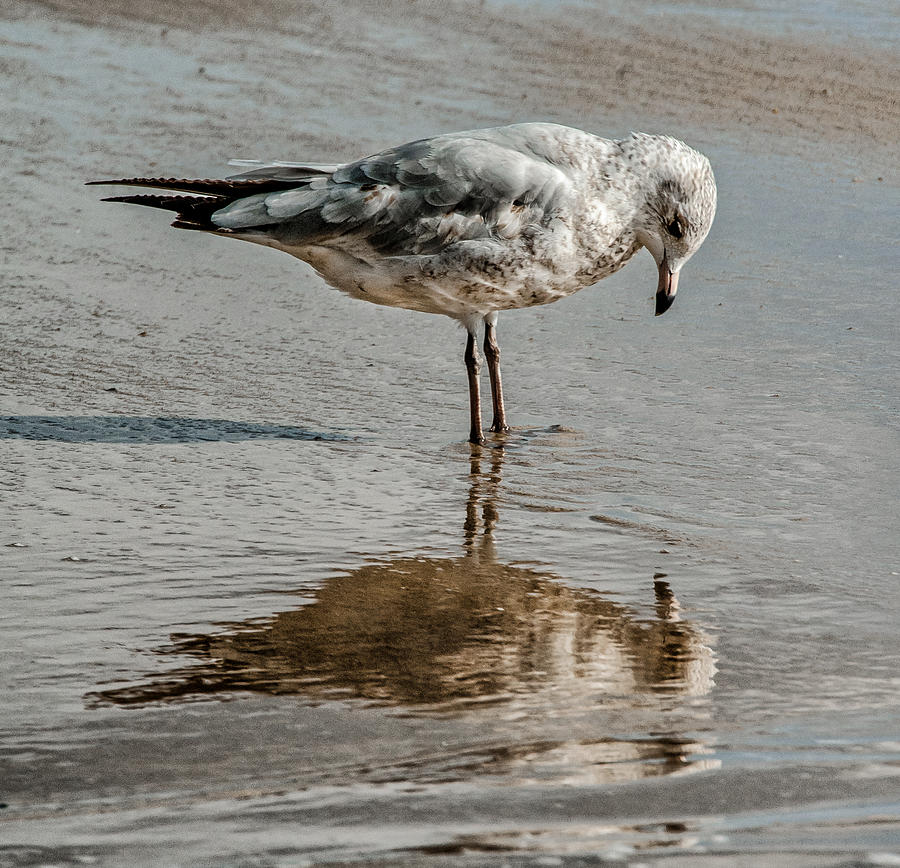 Introspective Gull Photograph by Jim Moore
