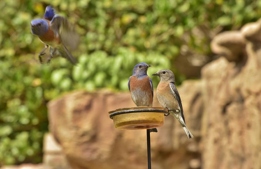 Bluebird Photograph - Intruder  by Linda Brody
