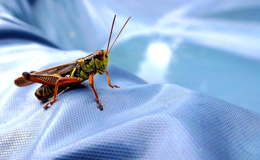 Grasshopper Photograph - Invader by Danielle R T Haney