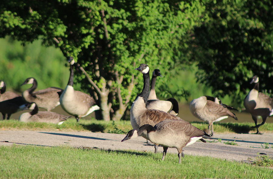 Invasion from Canada Canadian Geese  Photograph by Colleen Cornelius