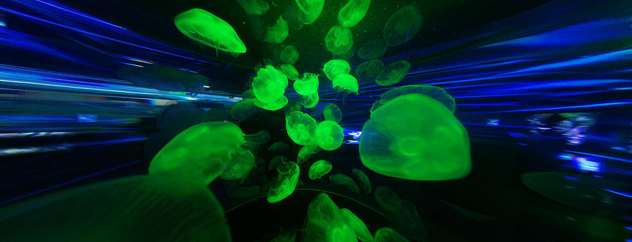 Invasion -- Moon Jellyfish at the California Academy of Sciences in San Francisco, California Photograph by Darin Volpe
