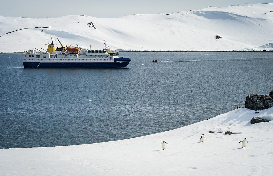 Invasion of Half Moon Island - Antarctica Photograph Photograph by Duane Miller