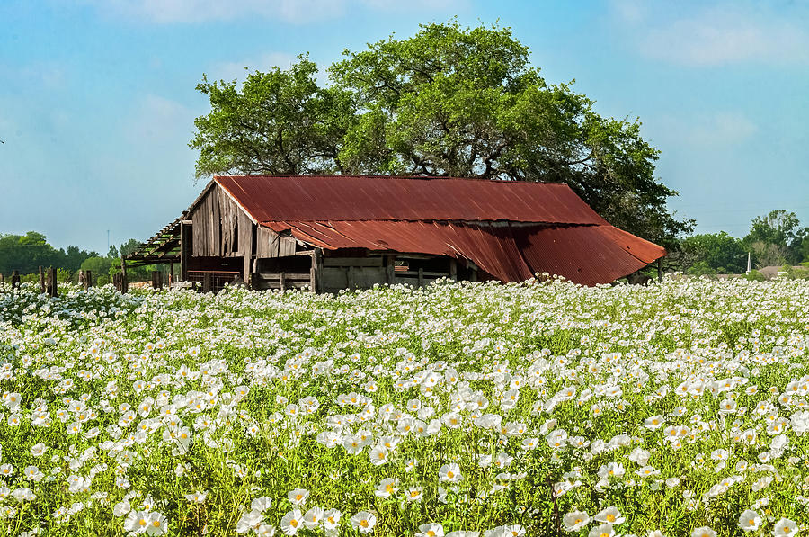 Poppy invasion in Hillcountry-Texas Photograph by Usha Peddamatham