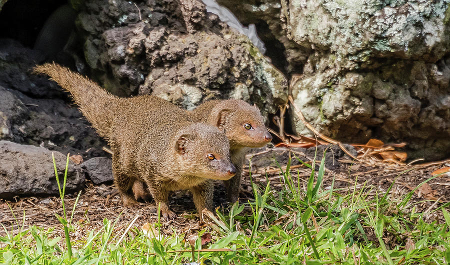 Invasive Hawaiian Mongoose Photograph by Morris Finkelstein