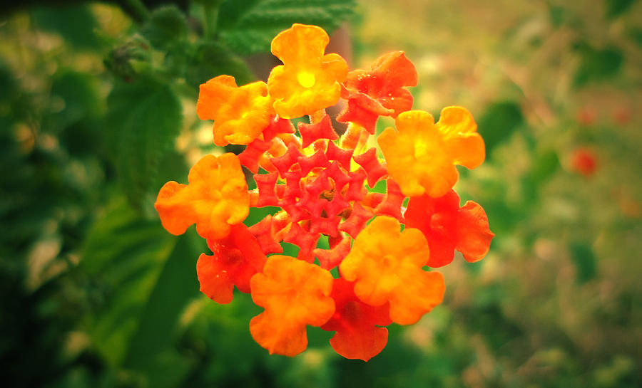 Invasive Lantana Photograph by MukkuSwami S - Pixels