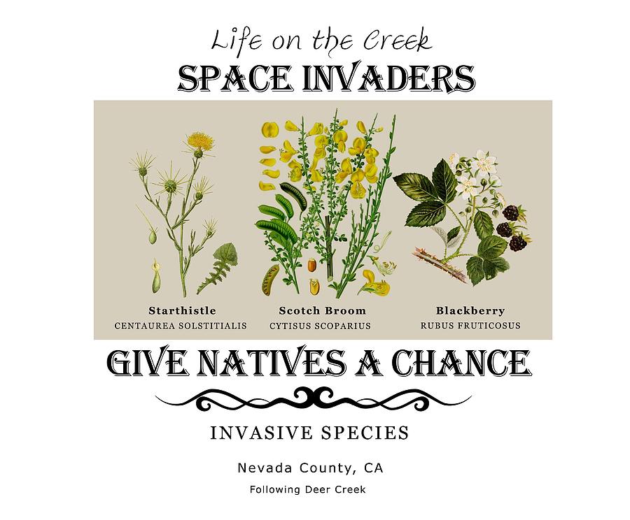 Invasive Species Nevada County, California Digital Art by Lisa Redfern