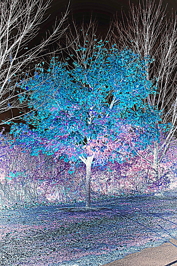 Inverted Colors- Autumn Trees by Christie Kegg