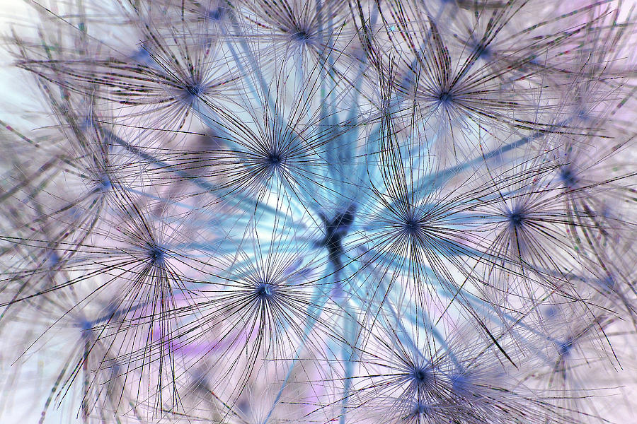 Inverted Dandelion Photograph by Larah McElroy