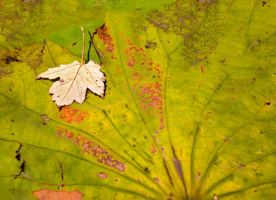Inverted Leaf on Lily Pad Photograph by Greg Jackson