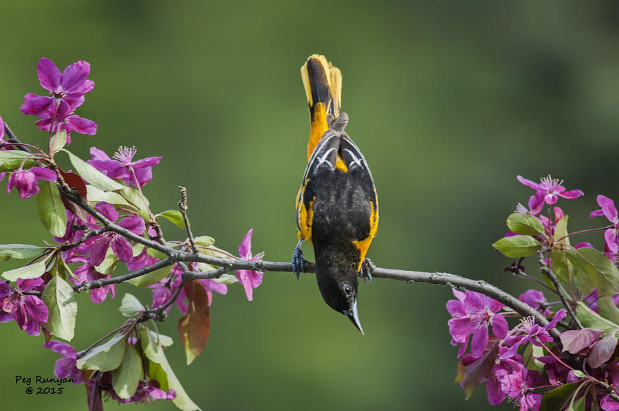Inverted Oriole Photograph by Peg Runyan