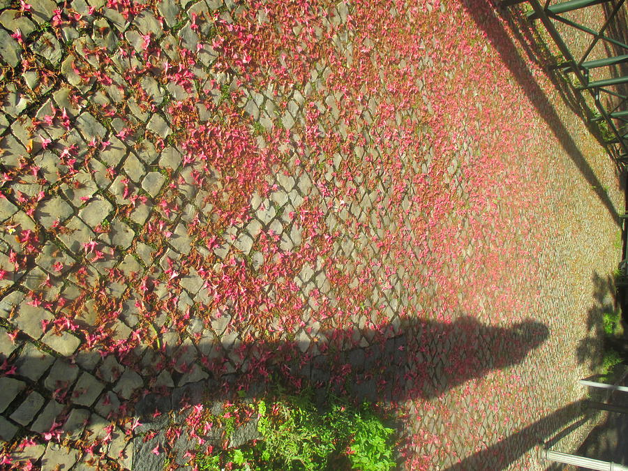 Spring Photograph - Inverted path with petals and my shadow by Anamarija Marinovic
