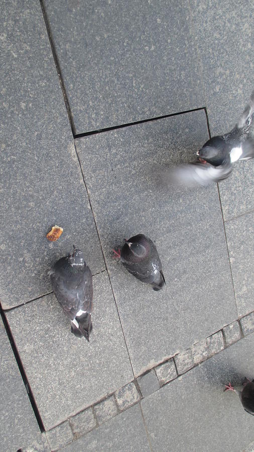 Bird Photograph - Inverted pigeons by Anamarija Marinovic