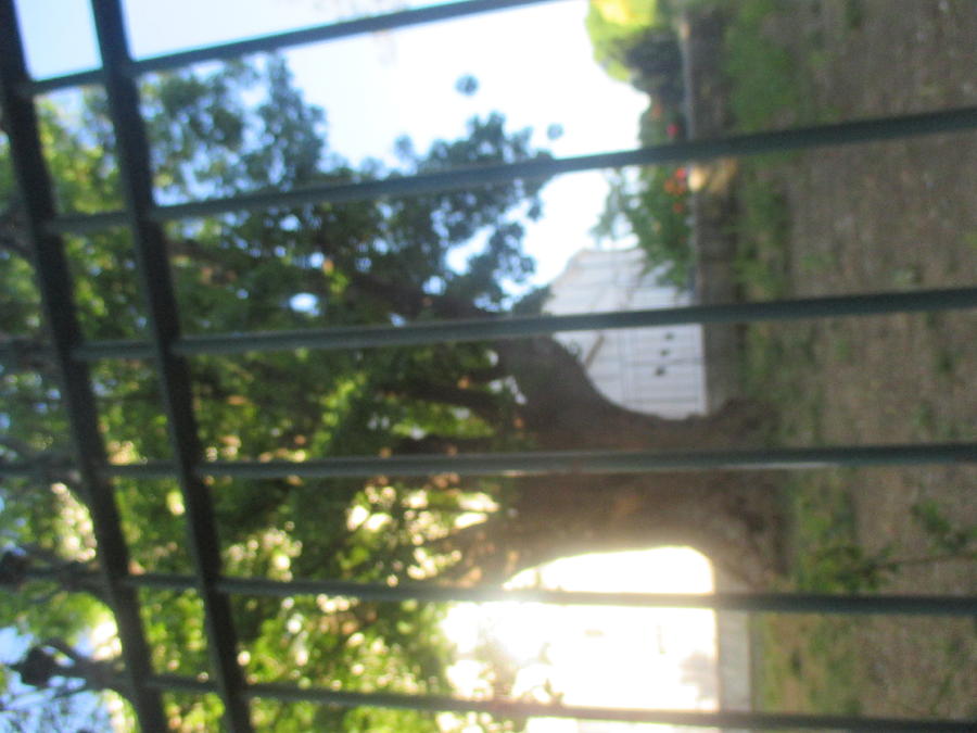 Tree Photograph - Inverted tree behind an iron gate by Anamarija Marinovic