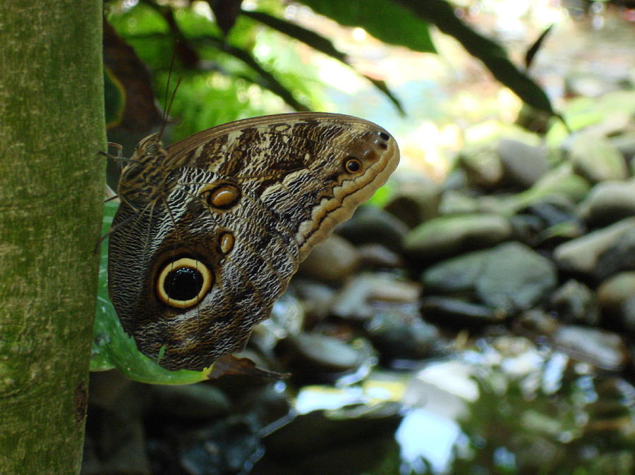 Butterfly Photograph - Invisibility by Robyn Leakey