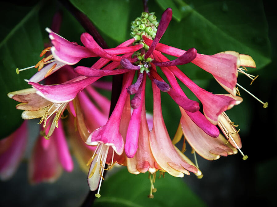 Invitation, Flowering Honeysuckle -  Photograph by Julie Weber