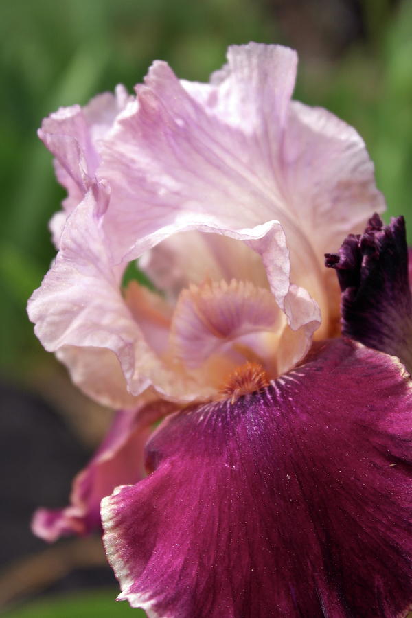 Invitation of the Iris - Enter Gently Photograph by Michele Myers