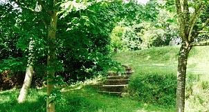 Tree Photograph - Inviting Steps in Ireland by Kenlynn Schroeder