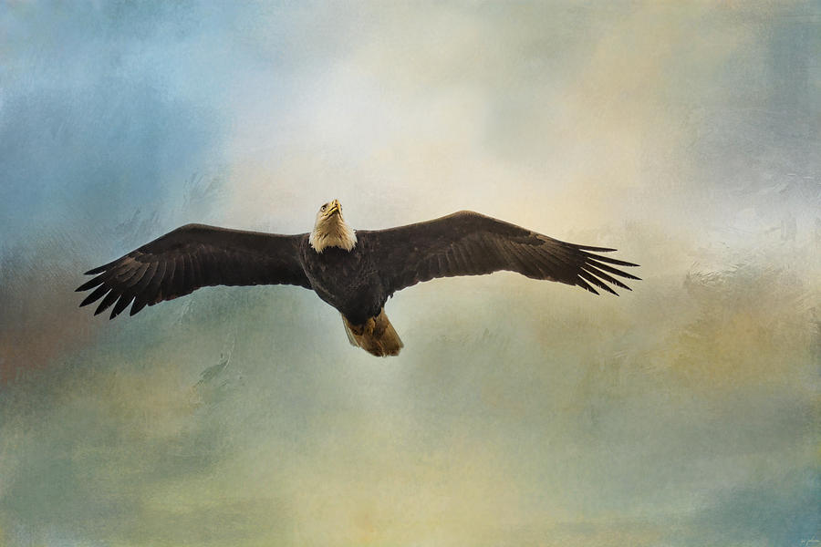 Eagle Photograph - Inviting The Sun by Jai Johnson
