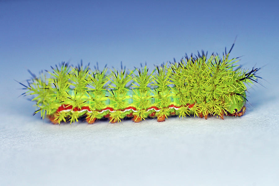 IO Moth Caterpillar Photograph by Larah McElroy