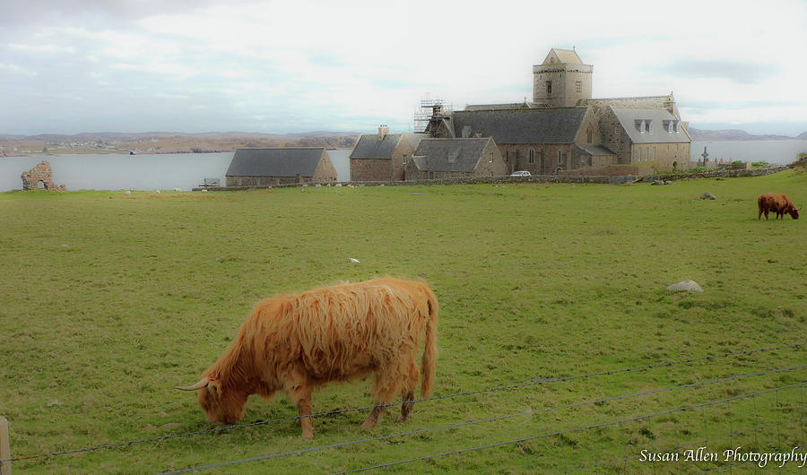 Iona Cattle and Abbey Photograph by Susan Allen