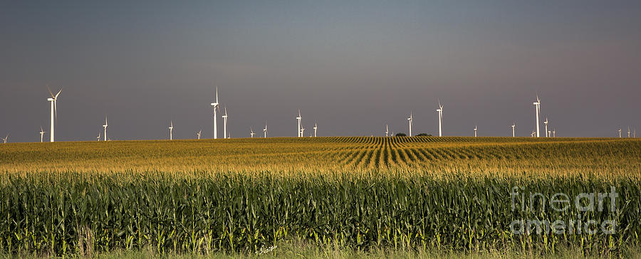 Iowa Corn Field Photograph by Jim West