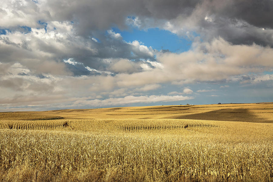 Iowa In November - Terraced Corn Fields On Autumn Day In Iowa ...