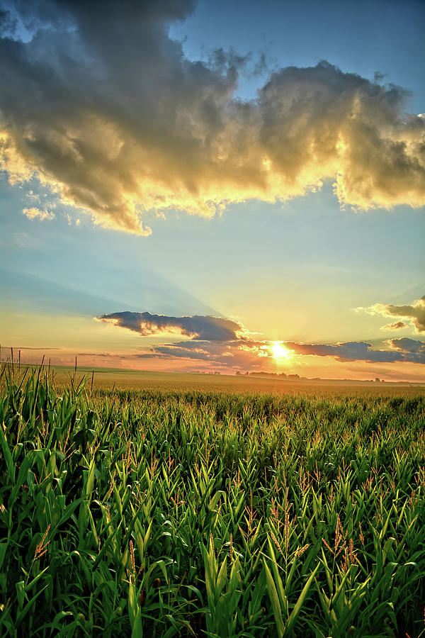 Iowa Summer Corn Fields 2 Photograph by Bonfire Photography
