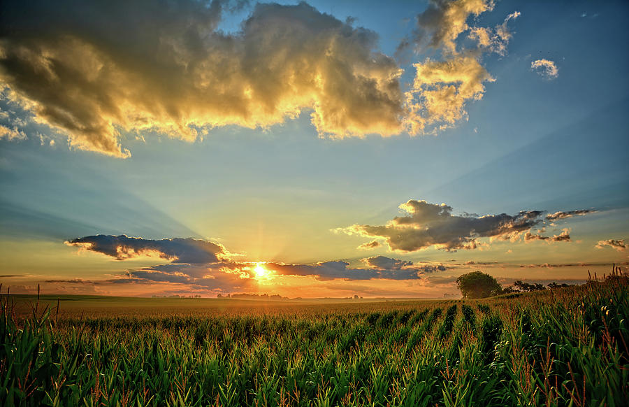 Iowa Summer Corn Fields Photograph by Bonfire Photography