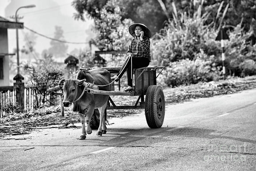 iPhone Ox Cart Black White  Photograph by Chuck Kuhn