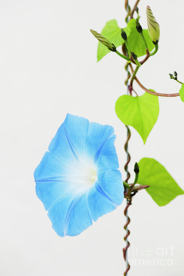 Ipomoea Tricolor Heavenly Blue Photograph by Tim Gainey