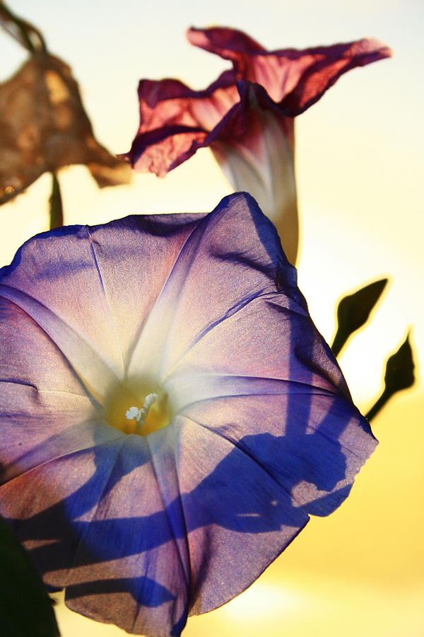 Ipomoea with Rising Sun Behind Photograph by Steven A Bash