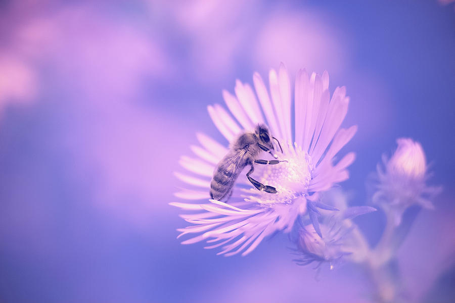 IR Bee Photograph by Brian Hale
