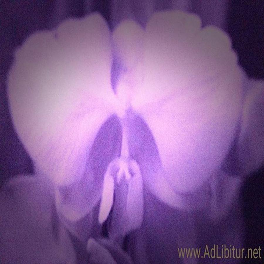 Ir Photo Of A Phalaenopsis Orchid Photograph by Parker Bradley