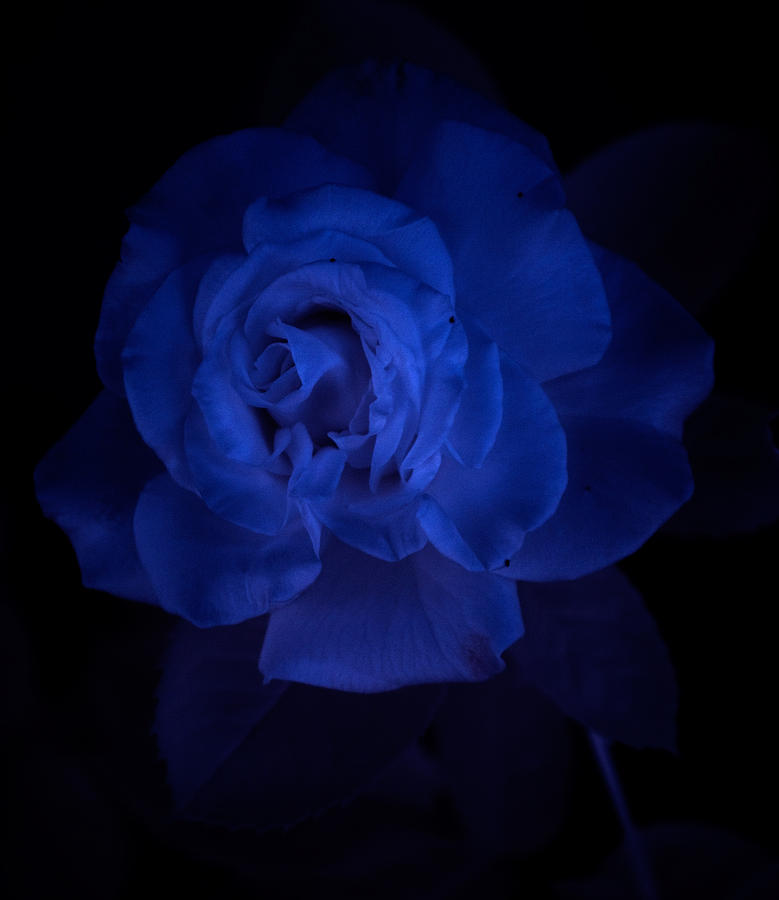 IR Rose Photograph by Joseph Skalny IR Rose Photograph by Joseph Skalny