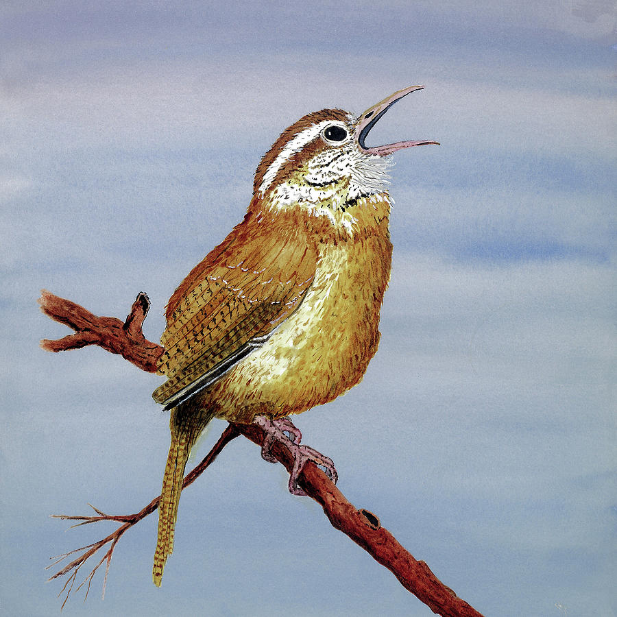 Irate Wren by Thom Glace Irate Wren by Thom Glace