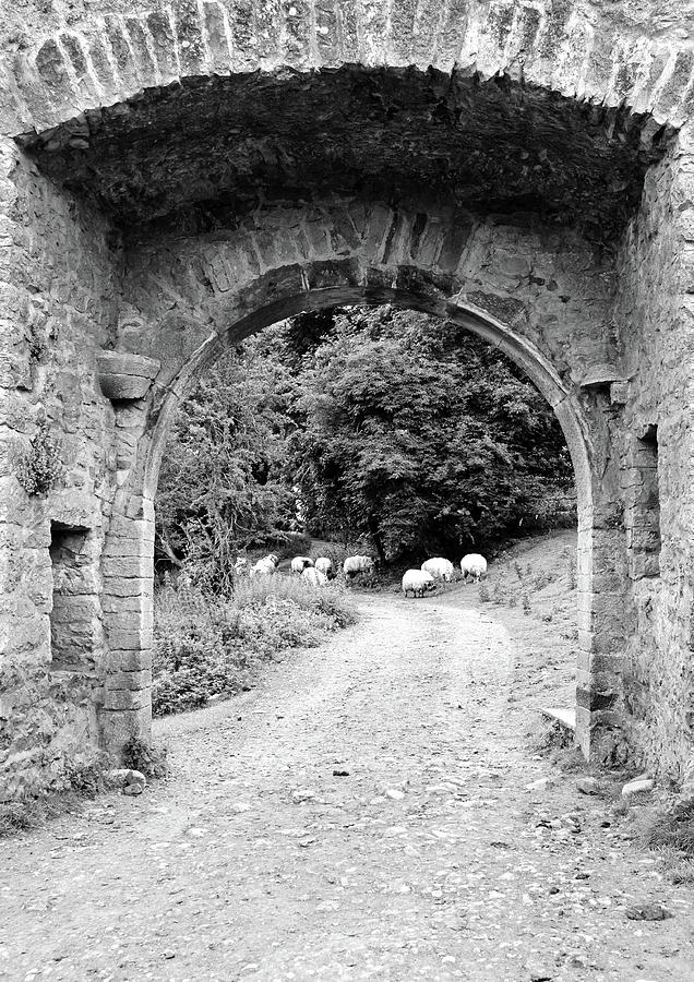 Ireland Kells Priory Medieval Entrance Arch and Sheep County Kilkenny Black and White Photograph by Shawn OBrien