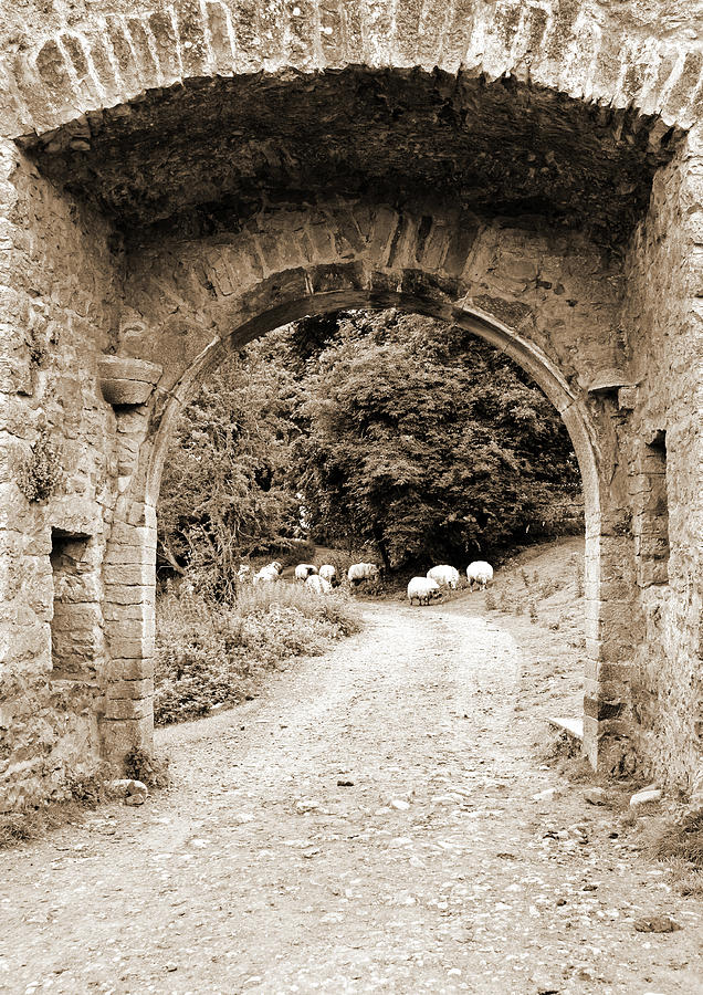 Ireland Kells Priory Medieval Entrance Arch and Sheep County Kilkenny Sepia Photograph by Shawn OBrien